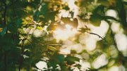 2e1c73497e56.mp4